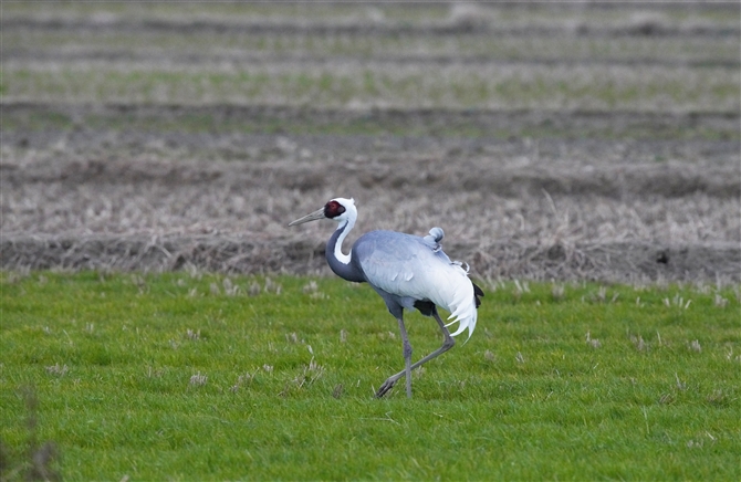 マナヅル,White-naped Crane