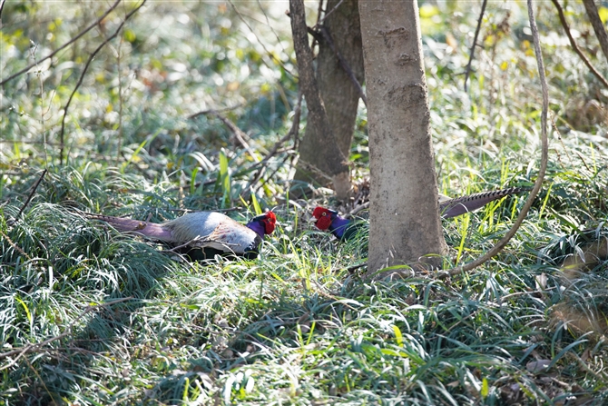 キジ,Common Pheasant