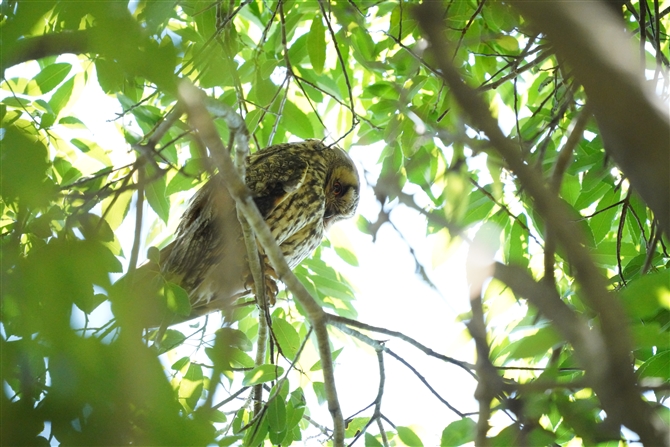 トラフズク,Long-rared Owl