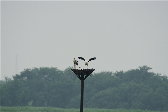 コウノトリ,Oriental Stork