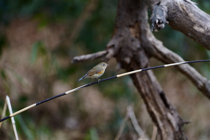 r^L,Red-flanked Bluetail