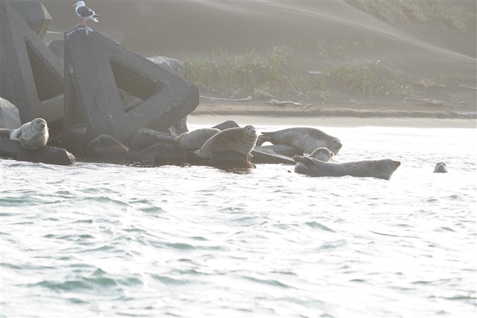 S}tAUV,Harbor Seal
