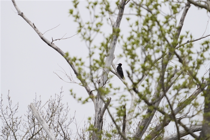 N}Q,Black Woodpecker