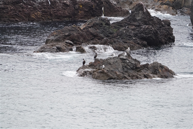 qE,Pelagic Cormorant
