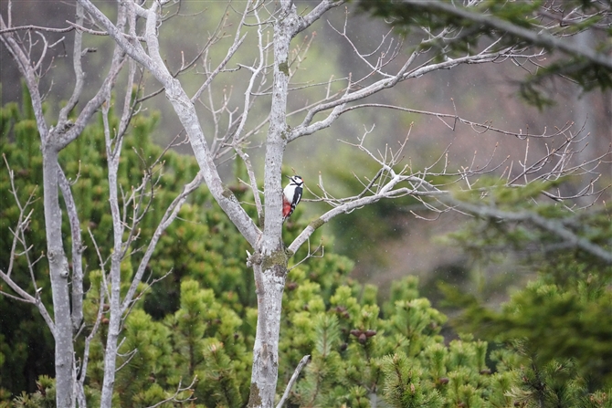 AJQ,Great Spotted Woodpecker