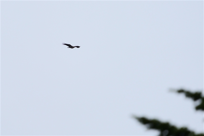JtgVH,Greater Spotted Eagle?