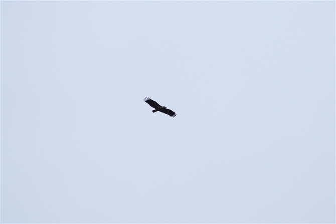 JtgVH,Greater Spotted Eagle?
