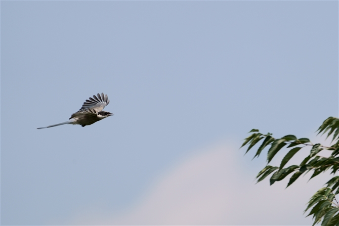 オナガ,Azure-winged Magpie