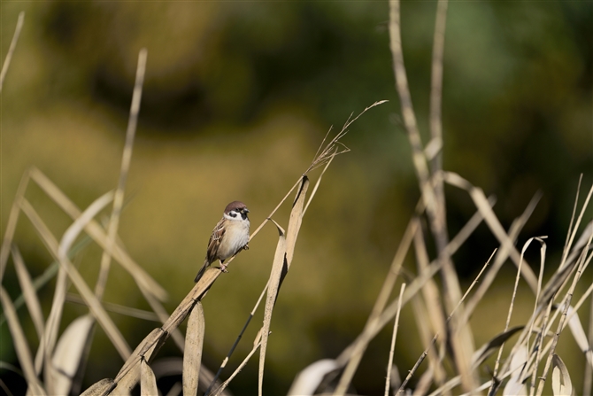 スズメ,Eurasian Tree Sparrow