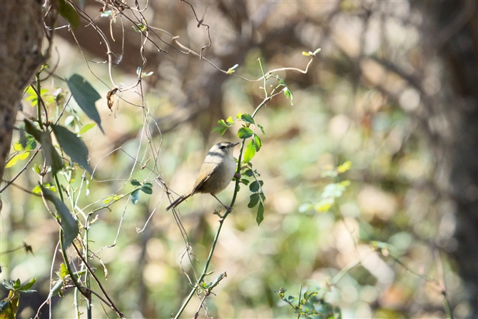 ウグイスJapanese Bush Warbler