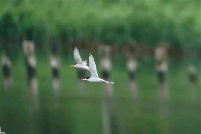 RAWTV,Little Tern