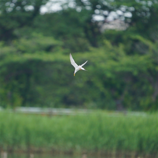 RAWTV,Little Tern