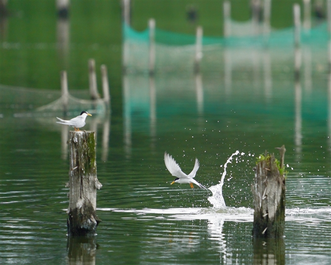 RAWTV,Little Tern