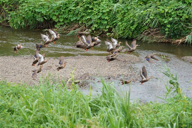 JK,Eastern Spot-billed Duck