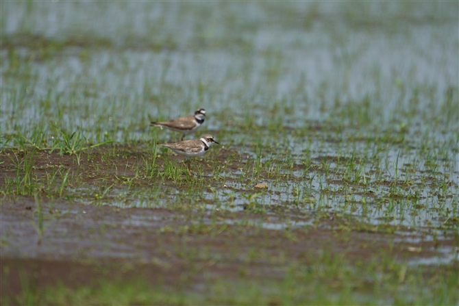 CJ`h,Long-billed Plover