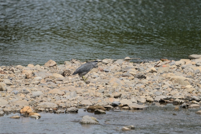 TTSC,Striated Heron