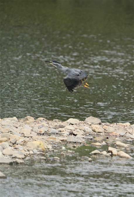 TTSC,Striated Heron