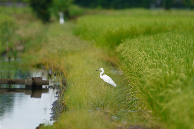 RTM,Little Egret