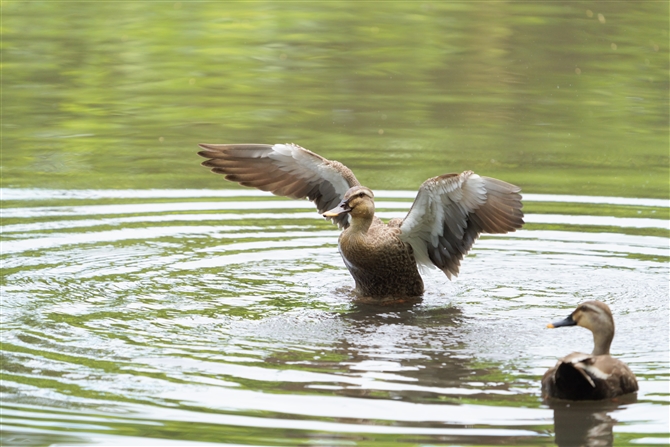 JK,Eastern Spot-billed Duck