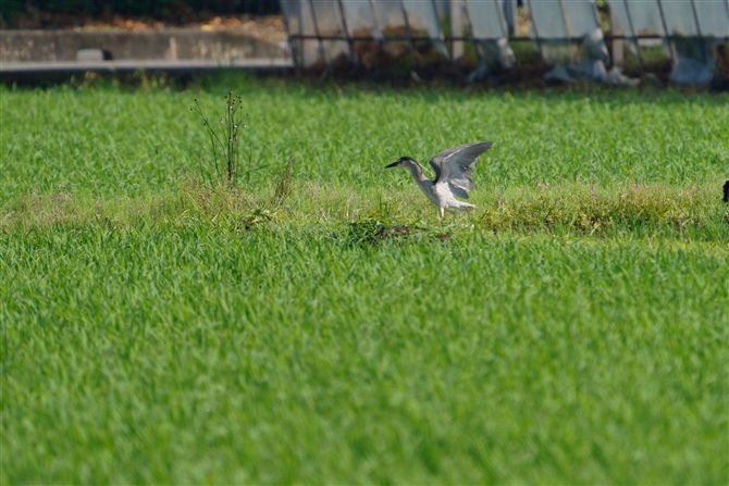 SCTM,Black-crowned Heron