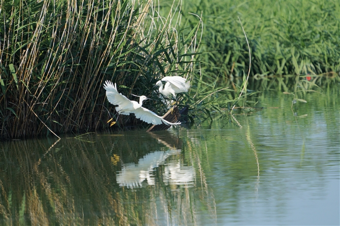 RTM,Little Egret