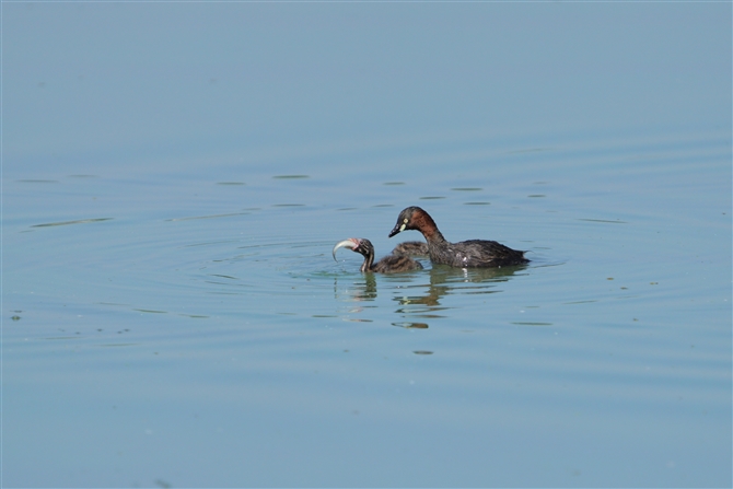 JCcu,Lttle Grebe