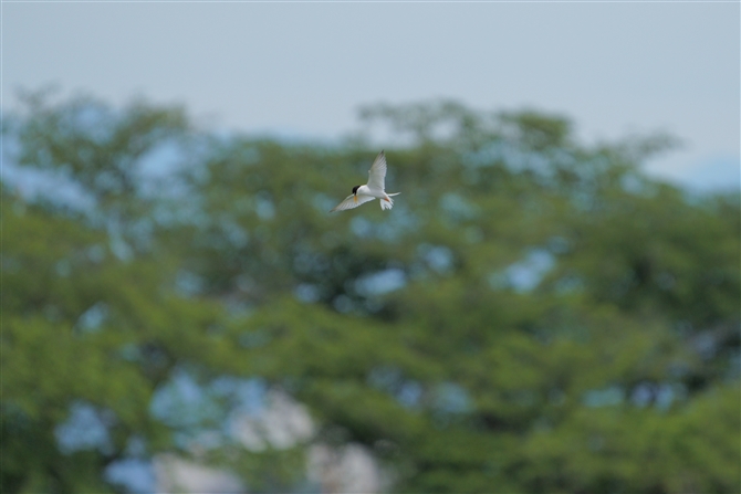 RAWTV,Little Tern