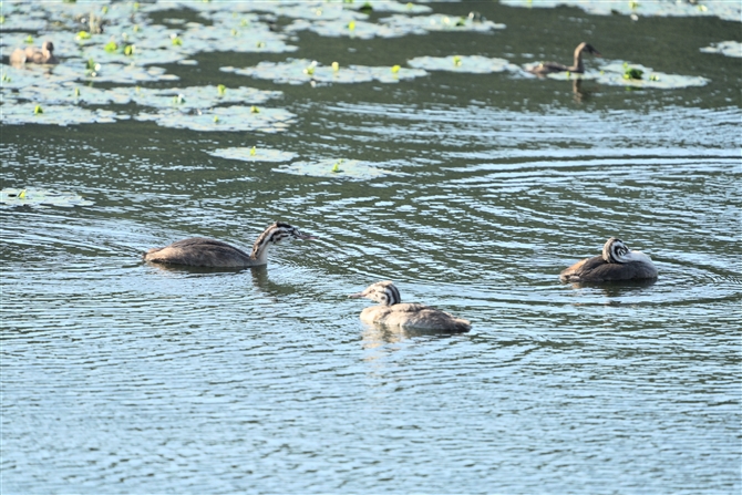 JJCcu,Great Crested Grebe