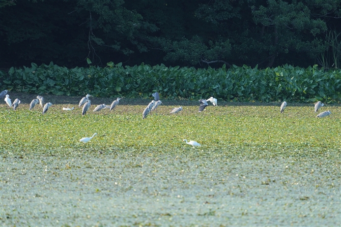 AITM,Grey Heron.