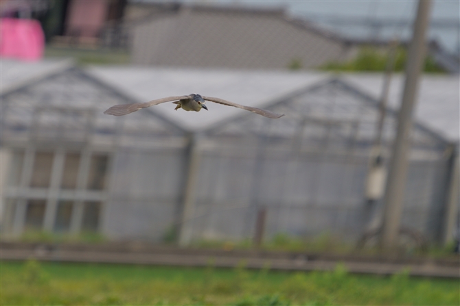 SCTM,Black-crowned Heron