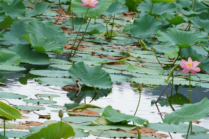 JJCcu,Great Crested Grebe