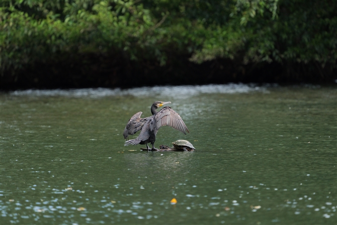 JE,Great Cormorant