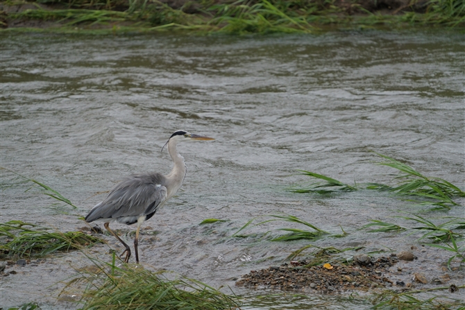 AITM,Grey Heron.