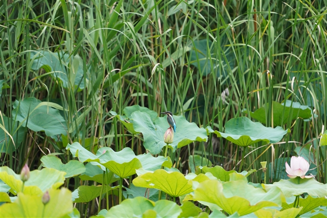 JZ~,Common Kingfisher