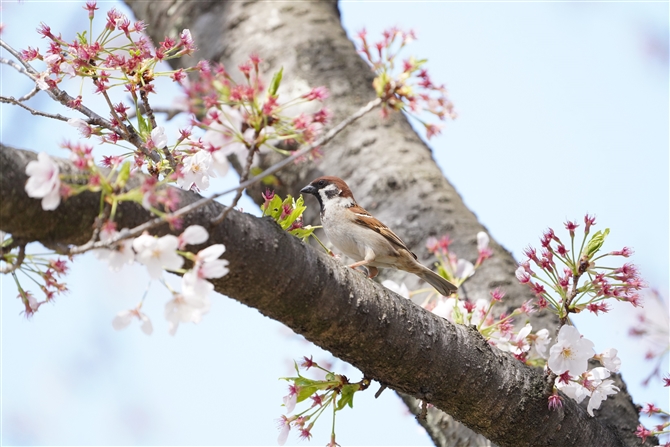 スズメ,Eurasian Tree Sparrow