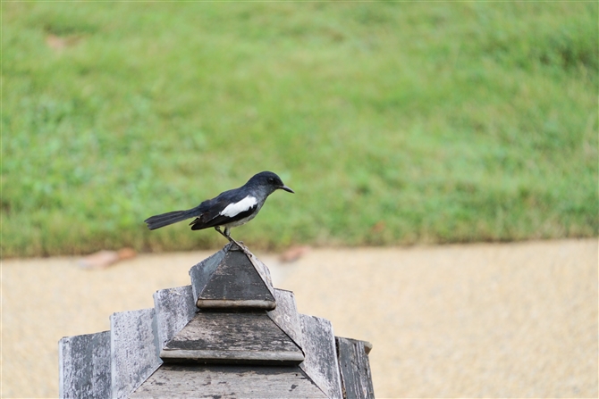 VL`E,Oriental Magpie-robin