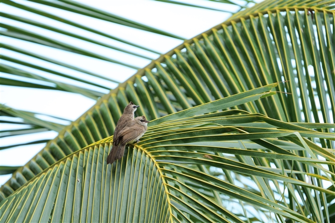 Oqh,Yellow-vented Bulbul