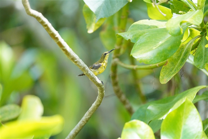 Lo^CE`E,Olive-throated Sunbird