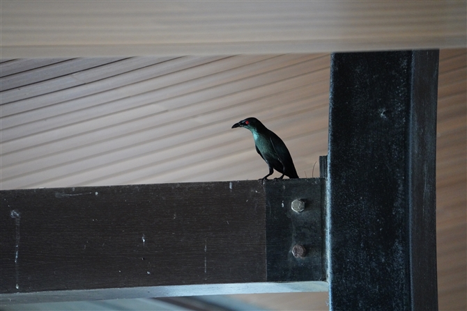 ~hJXhL,Asian Glossy Starling