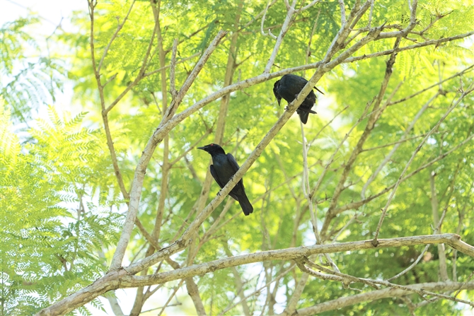 ~hJXhL,Asian Glossy Starling