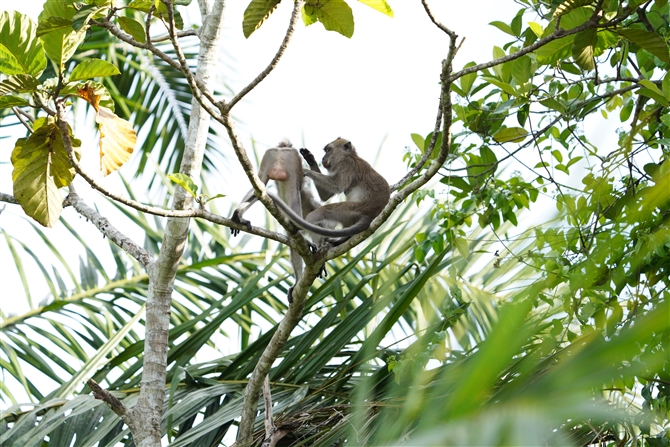 JjNCU,Long-tailed Macaque