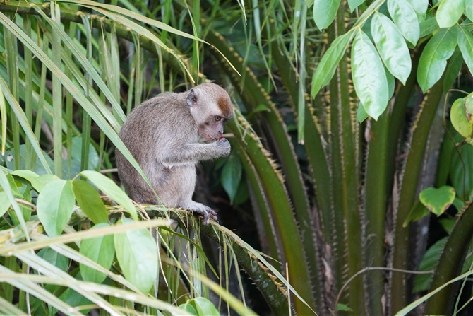 JjNCU,Long-tailed Macaque