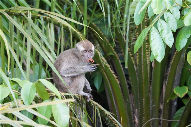 JjNCU,Long-tailed Macaque