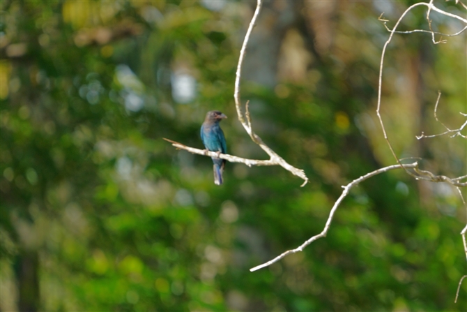 ub|E\E,Broad Nilled Roller