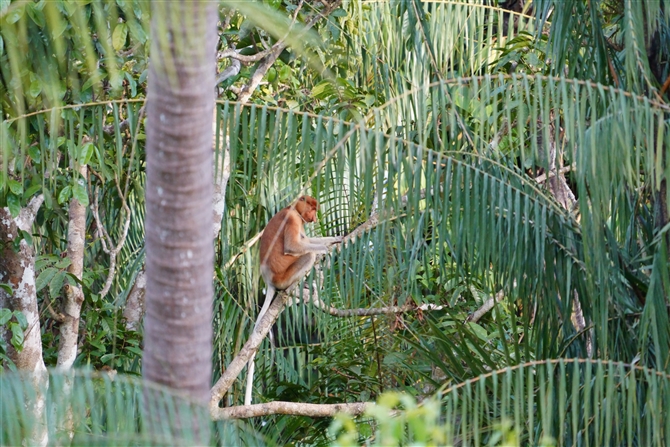 eOU,Proboscis Monkey