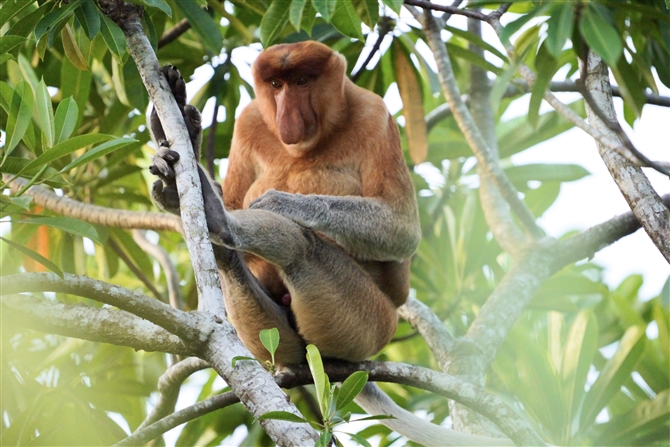 eOU,Proboscis Monkey