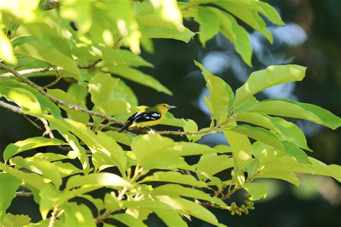 qRmnh,Common Iora