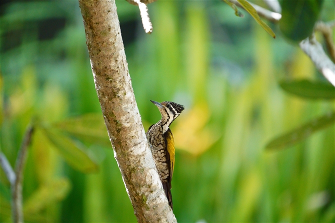 YAJ~rQ,Common Flameback