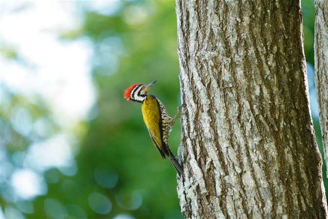 YAJ~rQ,Common Flameback