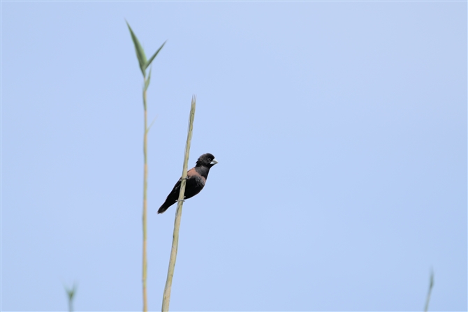 Lp,Chestnut Munia